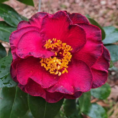 Black Red